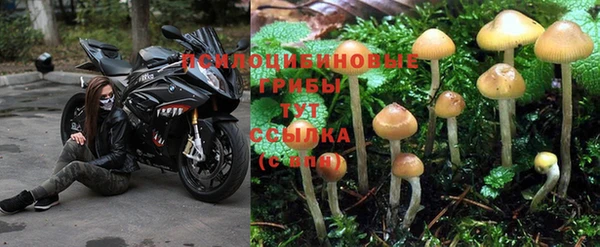 сатива Каменск-Шахтинский